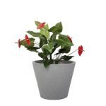 Саксија Џез Мала S