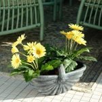 Саксија Чекер S