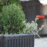 Саксија Нуша Макси XL