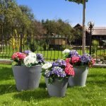 Саксија Џез Средна M