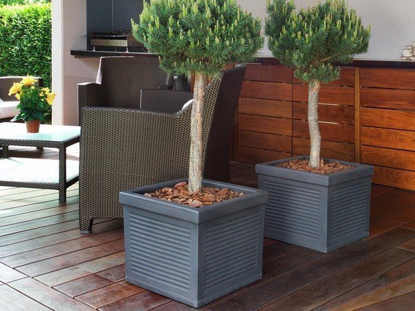 Саксија Лајн L