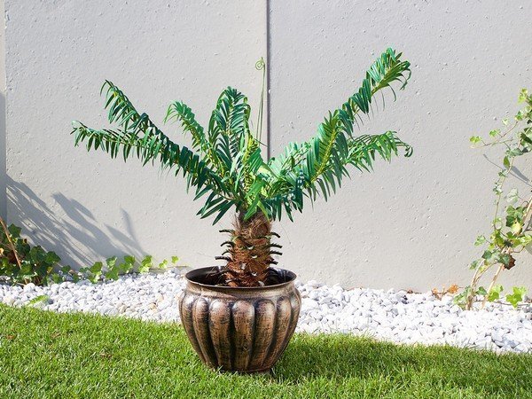 Саксија Ѕвонче L