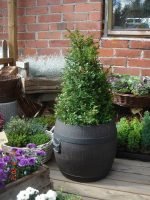 Саксија Буренце Средно M