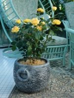 Саксија Камнито Средна M