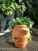 Саксија Петрашилник