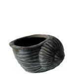 Саксија Школка