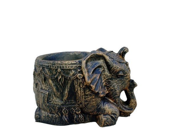 Саксија Слонче