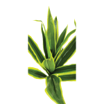 Вештачко растение јука